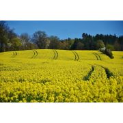 Appel à projets national sur le plan Ecophyto II