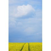Évolution du droit pénal de l’environnement