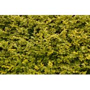  Projet de décret relatif à la destruction de haie