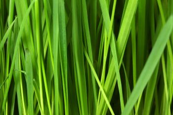 Appel à Projets PSE Herbe de l'Agence de l'Eau Seine Normandie