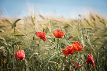 Gestion des accotements dans le 76