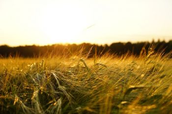Guide collectivités : les aides financières à destination des agriculteurs