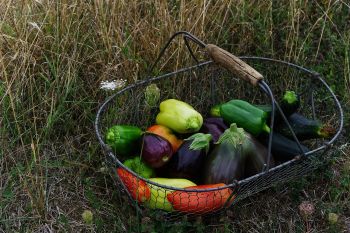 Meilleur soutien de l'État à l'agriculture biologique en 2024