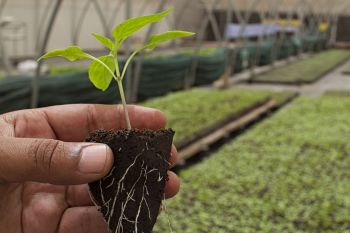 Plan d’Action stratégique pour l’anticipation du potentiel retrait européen des  Substances Actives et le Développement de techniques Alternatives pour la protection  des cultures