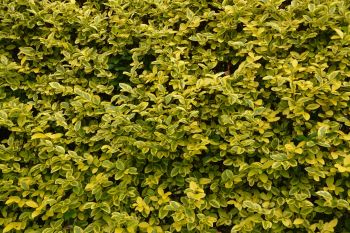  Projet de décret relatif à la destruction de haie