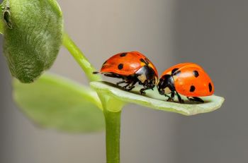 Vivre sans phytosanitaires
