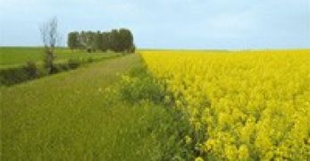 Bandes enherbées