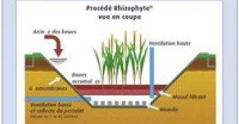 Traitement des boues par roseaux