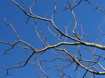 Un propriétaire peut-il couper les branches des arbres de son voisin quand celles-ci empiètent sur sa propriété?