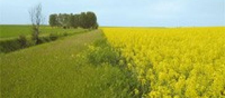 Bandes enherbées