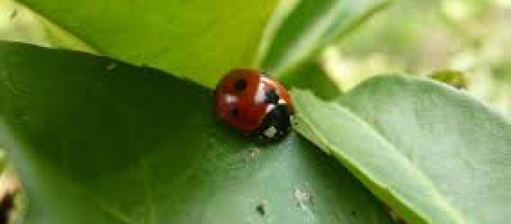 Evaluation environnementale : Séquence "Eviter Réduire Compenser"