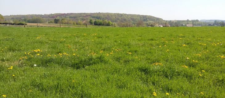 Le maintien des prairies permanentes